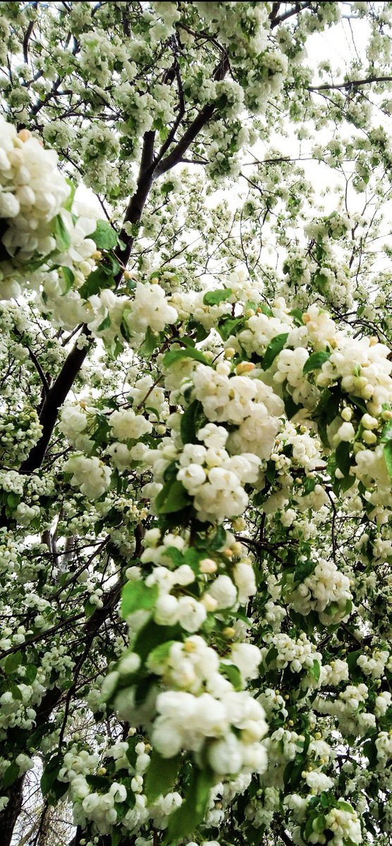 Northern Catalpa tree, I think? It's a tree by the house. It bursting in bloom. So beautiful. 

#FlowersOnFriday #flowerlove #treepeople #aprilshowers #mayflowers #fridaymorning