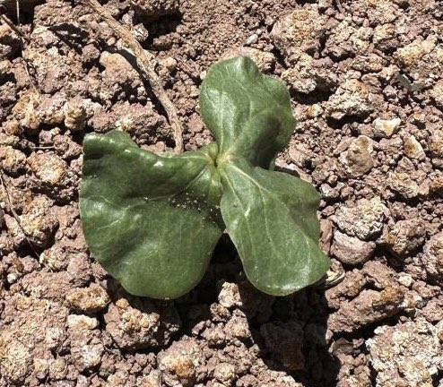 SeedFlare on cotton. “Leaves look and feel like plastic”. This is the rapid photosynthesis immediately after emergence I have been describing as critical for establishing a healthy microbiome. Nutritional integrity amplifies microbiome integrity. @AdvancingEcoAg @theonionman689