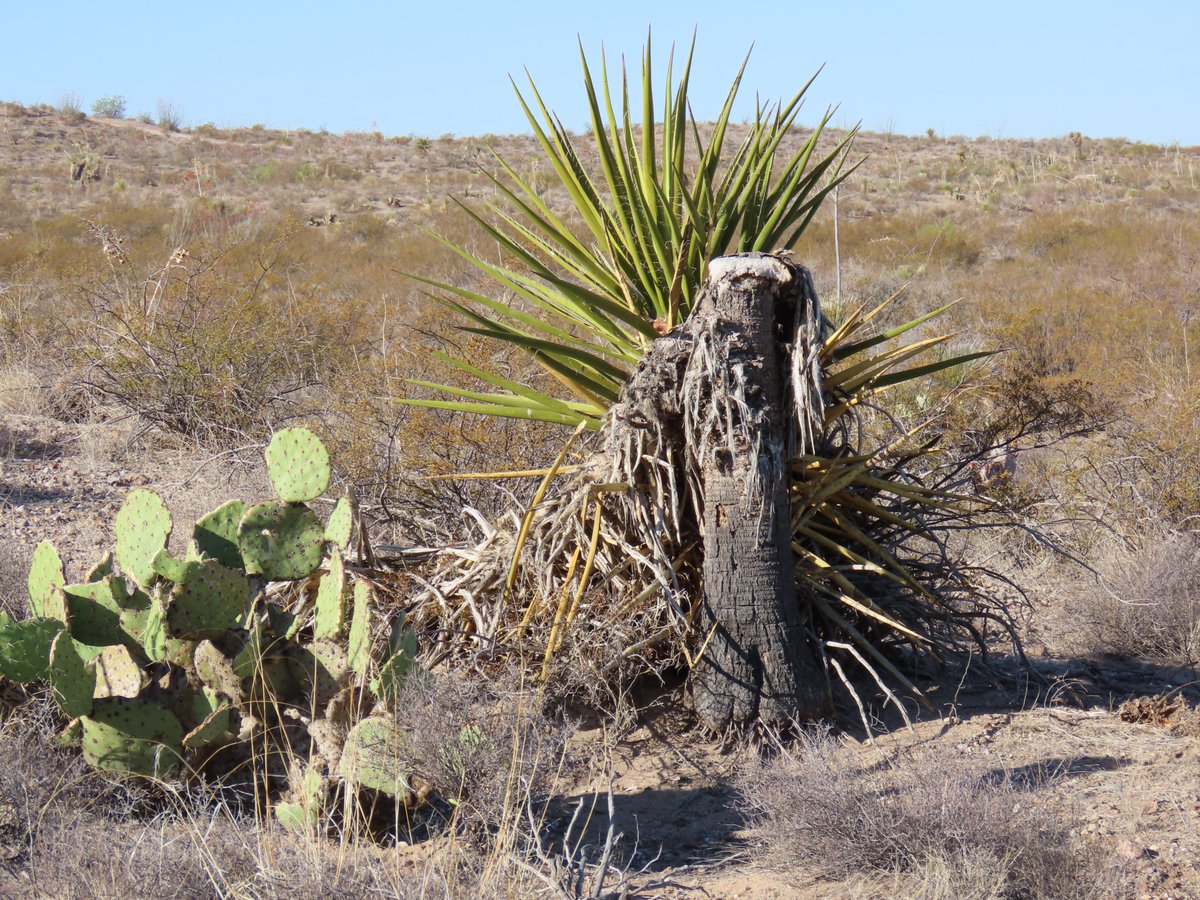 #ChihuahuanDesert today. Cactulabra; Swainson's Hawk; Soaptree Yucca with new flower stalks; walk like an Egyptian.