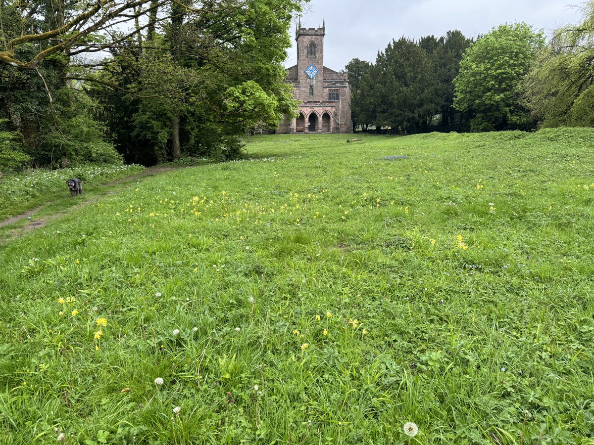 Great to see the meadow management the conservation volunteers have done @CromfordMills @DVMillsWHS showing results, for example Meadow Saxifrage reappearing this year. #biodiversity #CelebratingCromford #WildCromford