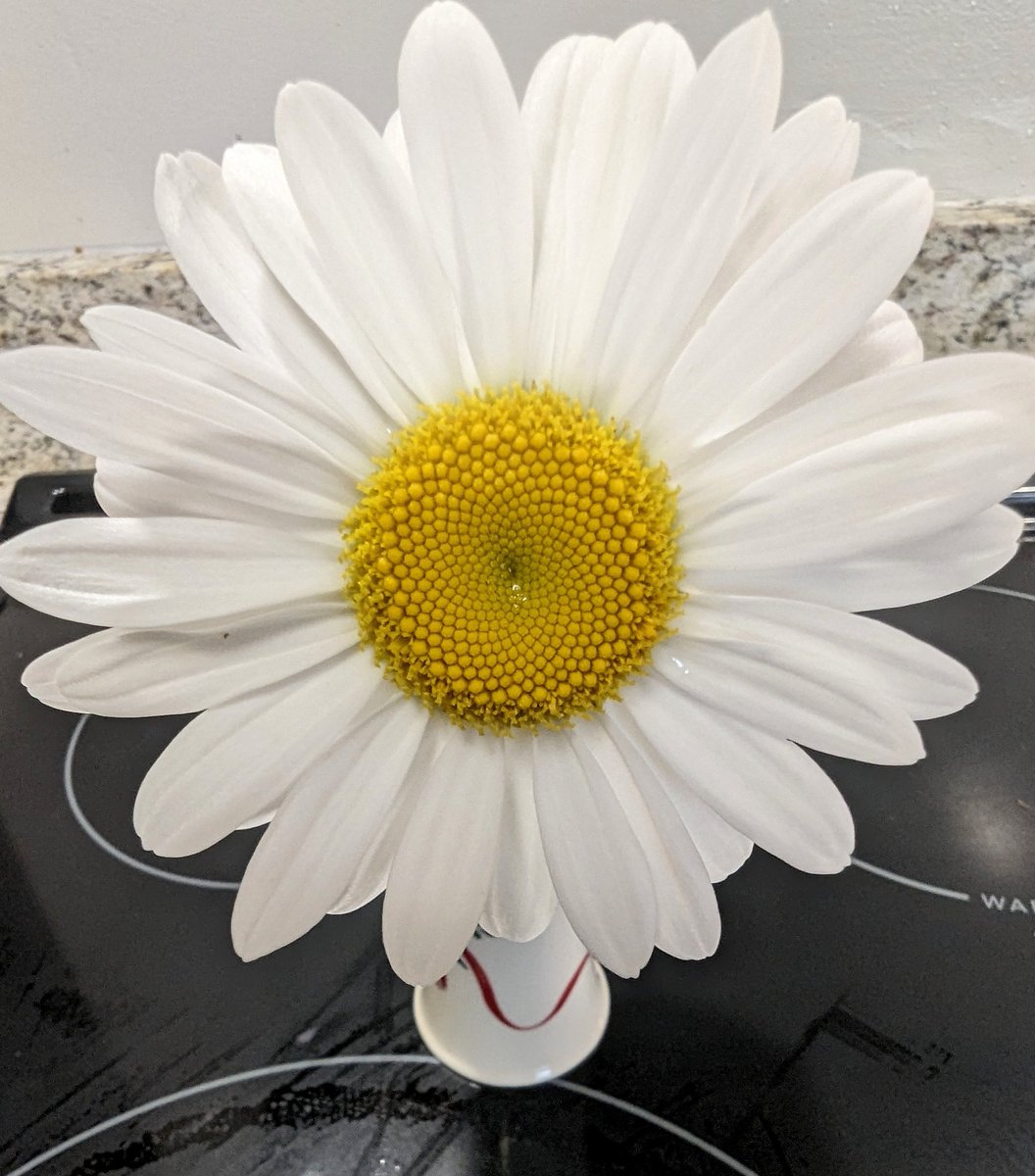 It is early in the year for a daisy to bloom but this plant does not seem to care...