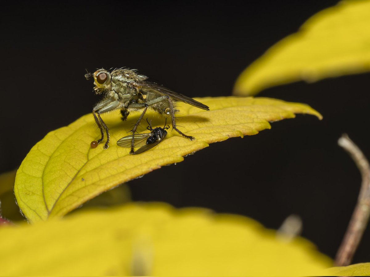 Carnage in the garden #Togtweeter #ThePhotoHour #snapyourworld #insects #flies #NaturePhotography #macrophotography