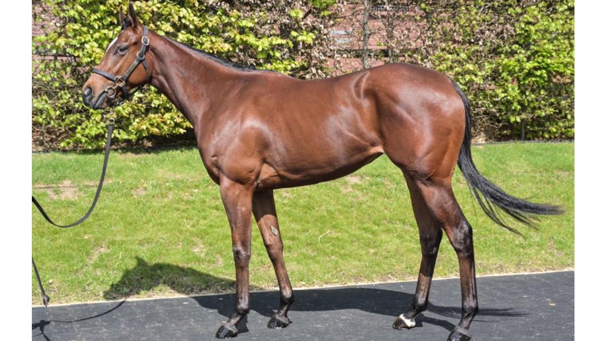 Beautiful filly by Oasis Dream ⁦@JuddmonteFarms⁩ purchased ⁦@Tattersalls1766⁩ ⁦@BrzUps⁩ from ⁦@longwaystables⁩ ⁦@sazoconnell⁩ she’s off to Norway 🇳🇴 👌👌👌🤩🤩🤩