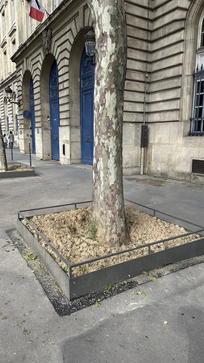 Cette semaine à #saccageparis m’a pompé toute mon énergie. Je me sens comme cet arbre, je vous laisse imaginer. Heureusement je pars demain ✈️