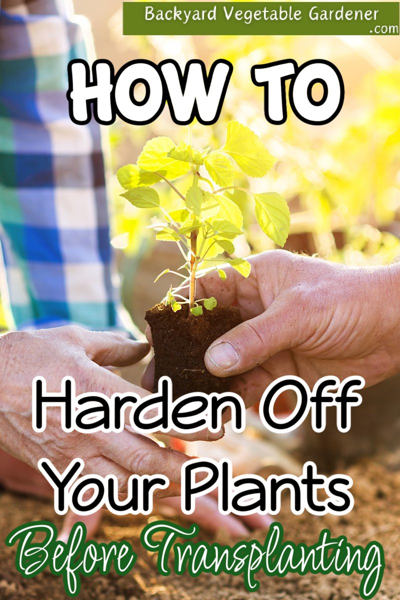 Essential Tips for Healthy Growth! 🌱🌿 #GardeningTips #PlantCare

dianfarmer.com/how-to-harden-…
#containergardening #allotment