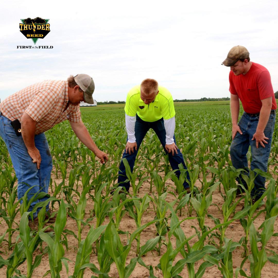 It's officially planting season for corn, soybeans, and wheat! Time to get those seeds in the ground and watch them grow. Here's to a successful harvest ahead! 🌱🌾 #thunderseed #firstinthefield #plantingseason #corn #soybeans #wheat #plant24 #agriculture #farmlife