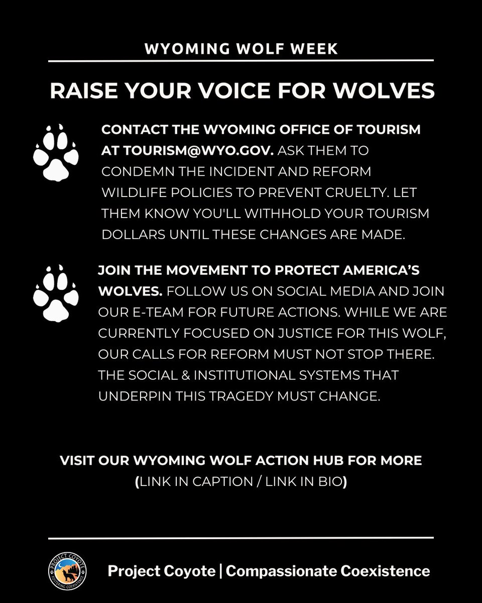 Cody Roberts, a WY man who captured, tortured, & killed a wolf, has received payments totaling tens of thousands of dollars through trucking contracts w/ agencies such as the WY Game and Fish Department & the WY Dept. of Transportation. Wolf Action Hub: tinyurl.com/49w6rztj