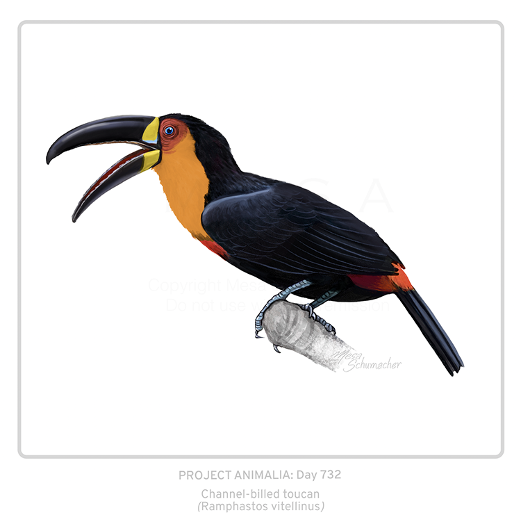 Project Animalia #732
Channel-billed toucan (Ramphastos vitellinus)  

#Toucan bills help with thermoregulation.  They can send more or less bloodflow there to keep or release heat.

 #sciart #bioart #wildlifeart #animalart #natureart #medart #wildlife #biodiversity #birds #bird