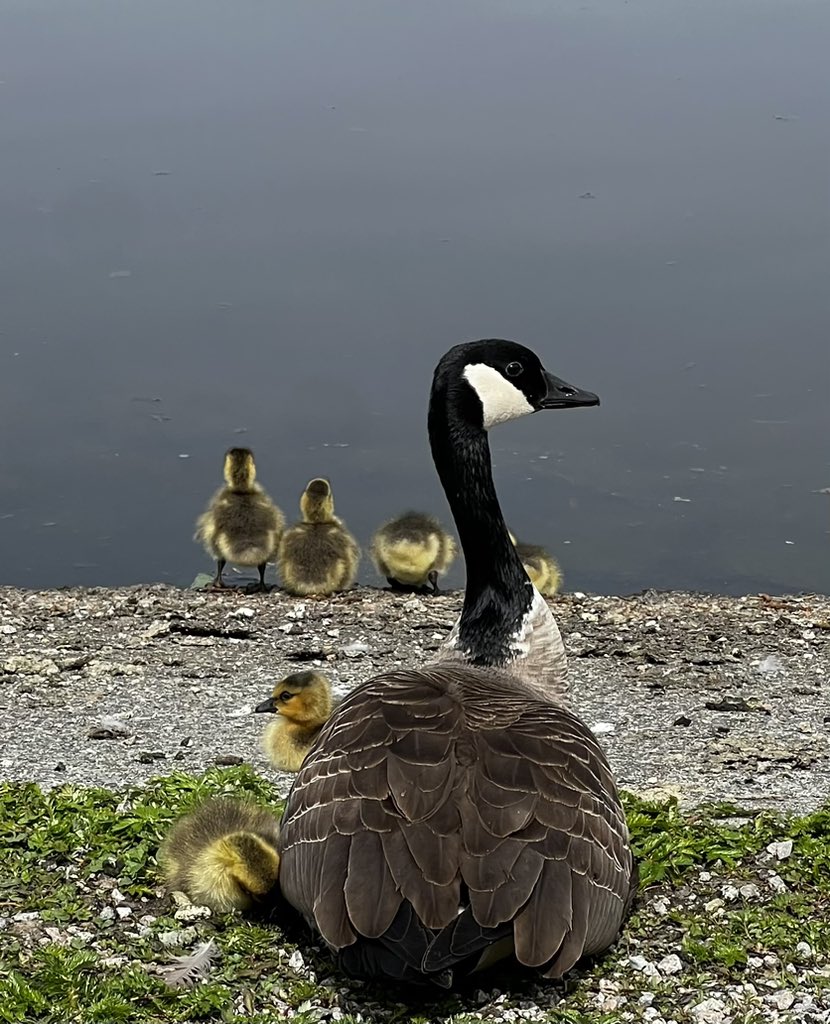 ESQUIREMATT's tweet image. Very cute geese.
