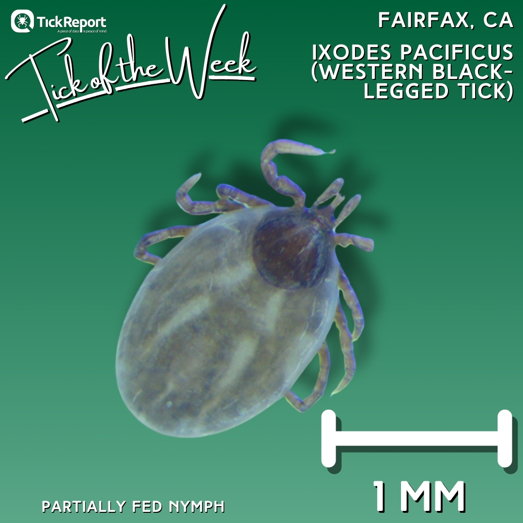 This nymphal 'western black-legged tick' from Marin County, California, tested positive for Borrelia burgdorferi (Lyme disease).