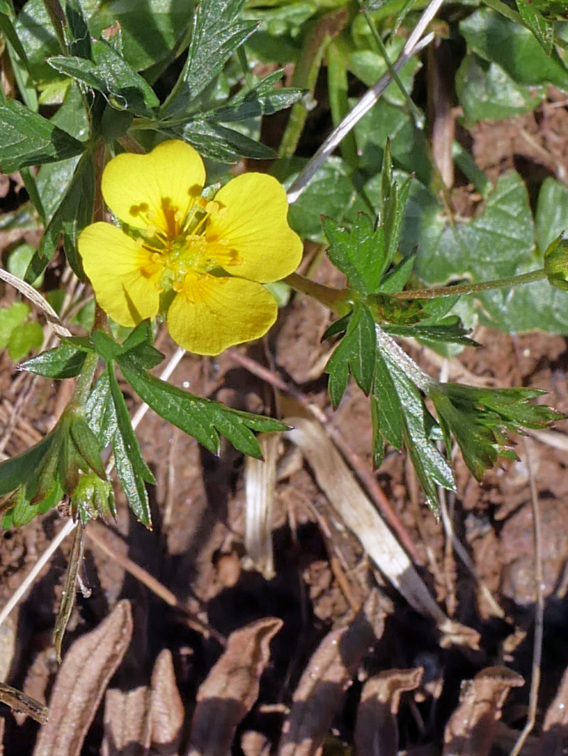 Tormentil now flowering on the moors. Pendrift Downs, #Cornwall this evening. Potentilla erecta