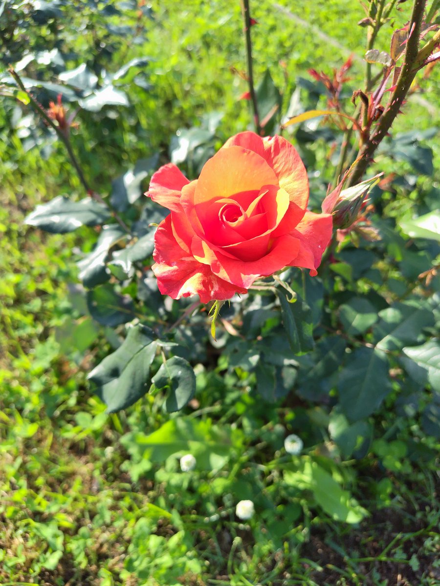 おはようございます☀️

大阪の服部緑地公園の薔薇が咲き始めています。朝日の光線強すぎたせいか蝶の色が白とびしてしまった🦋