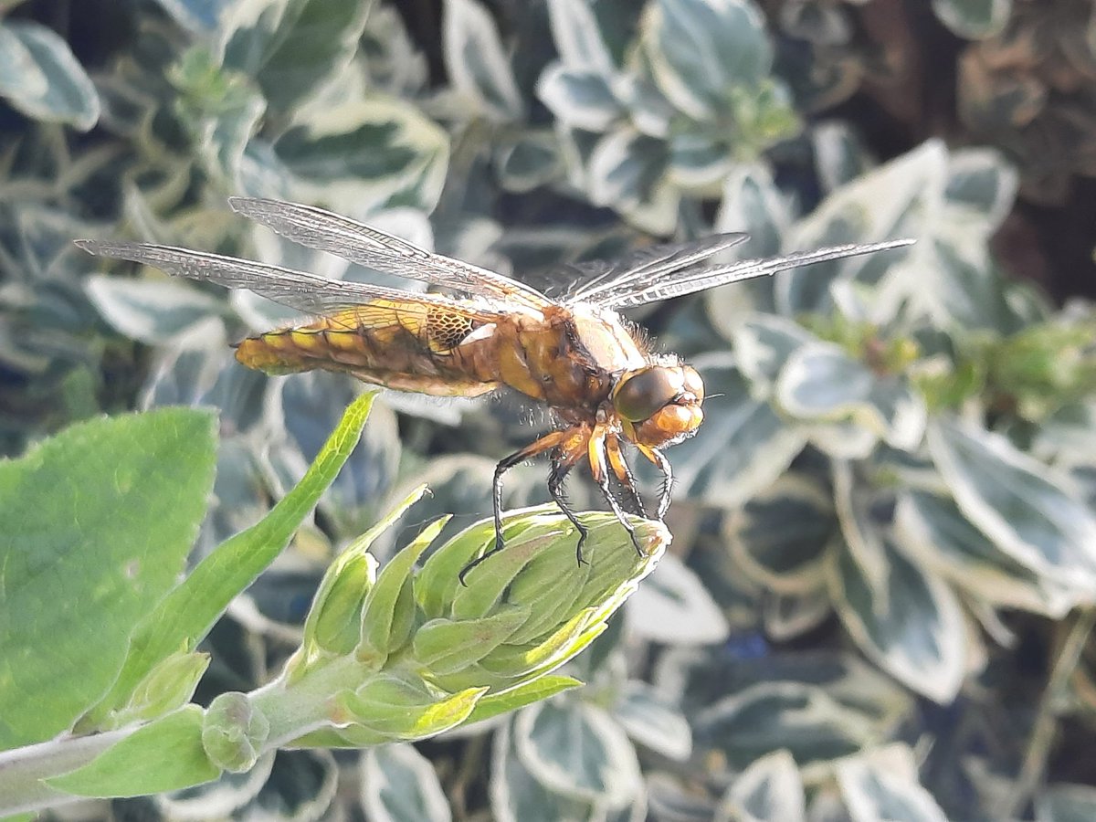 I hardly have tulips in my garden. I do have colour! This newborn dragonfly, for instance. Ready for 1st take off #GardenersWorld #naturegarden