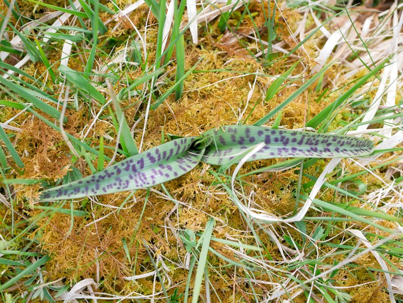 Heah Spotted Orchid rosette, the first I've seen this season, Pendrift Downs, #Cornwall this evening. There's only 1 other record for this here, back in 2008.