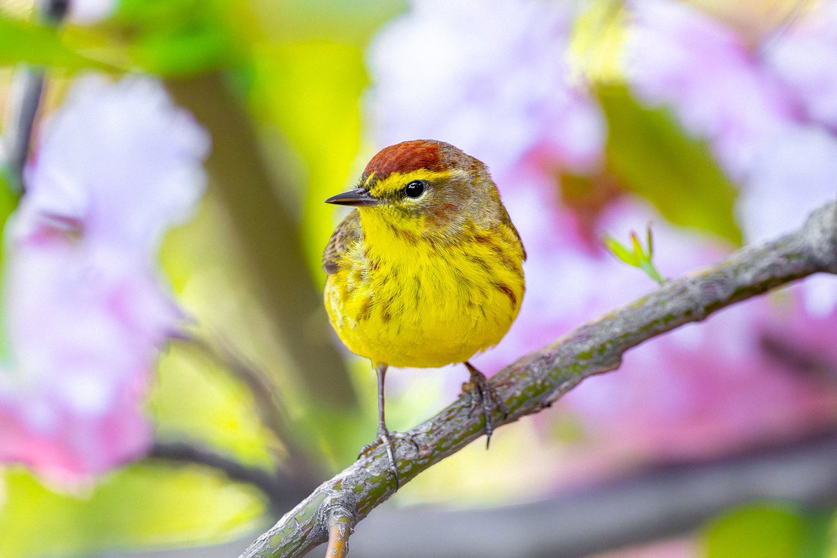 Birds and blooms. Palm warbler amidst cherry blossoms. (Central Park, New York)

#birds #birding #nature #wildlife #birdcpp