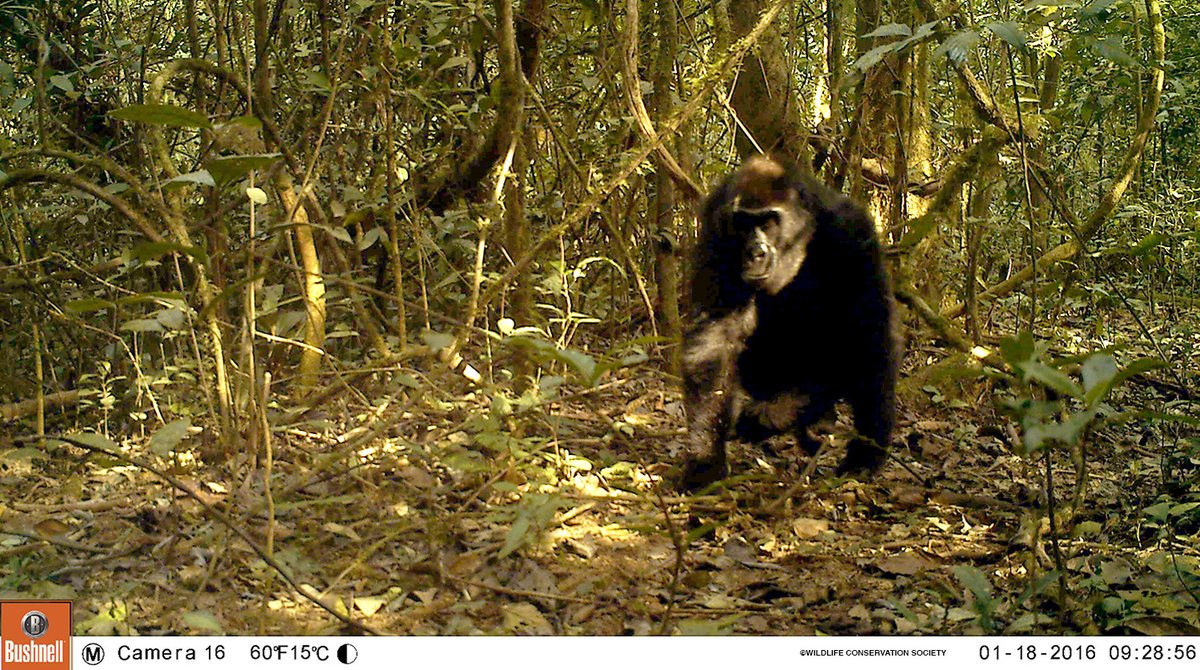 Cameroon’s Ebo Forest, home to #gorillas and #chimpanzees, remains at risk from logging and other threats. @sandiegozoo is working to strengthen local leadership and civil society engagement in the conservation of Ebo and its ape inhabitants. Learn more: sandiegozoowildlifealliance.org/conservation-h…