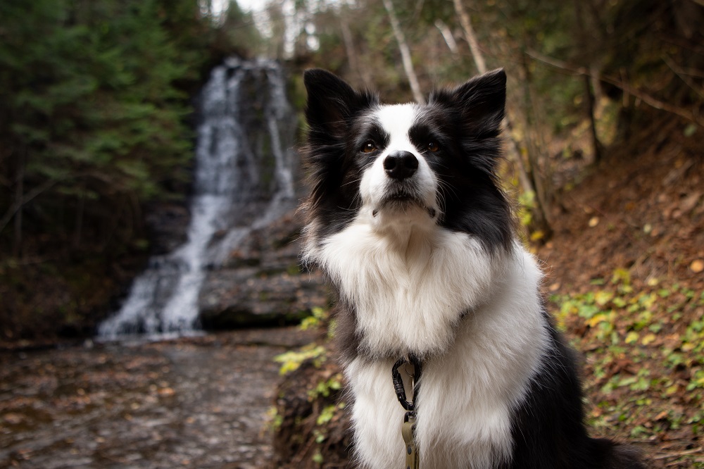 Want to hit the trails with your canine pal? 🐾 👣

Learn how to choose the right hike, pack the right gear, and be a responsible dog owner! ⤵️
bit.ly/49M2ZmE

(Already pretty prepared? Focus on our tips on how to brush off #InvasiveSpecies).