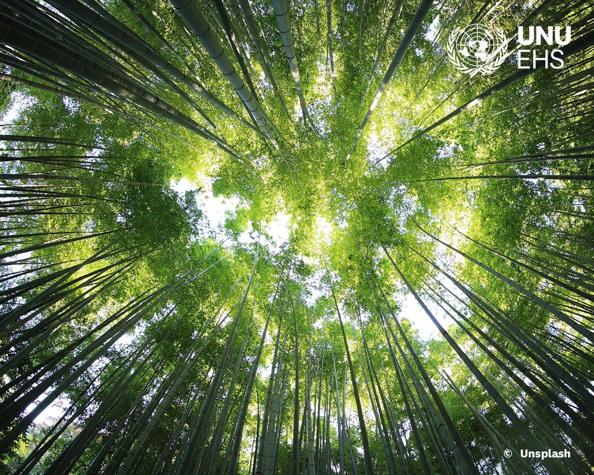 #DYK that forests hold remarkable superpowers for #ClimateAction?🌳💪 Explore the vital role of forests in mitigating climate change and promoting sustainable development. 👉ehs.unu.edu/news/news/fore… @UNUEHS
