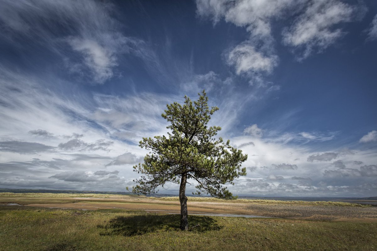 This lonely pine stands below a majestic sky at the very northern tip of Gower

join me for a photographic tour from the source of the #RiverTawe to the coast of #Gower

#49 from the series ‘from river to sea’

#uk #wales #ThePhotoHour #coast #whiteford #tree #pine #sky