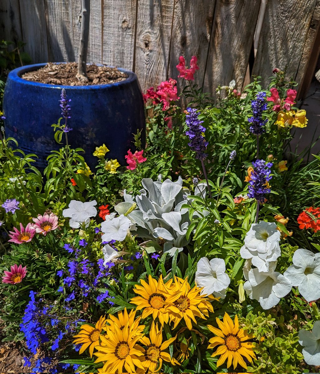 Vita Sackville-West design advice was 'Cram, cram, cram, every chink and cranny'. Yes, ma'am. So between plants growing and my shoving in each new plant that struck my fancy, I have 'designed' this little corner, which is the loosest definition of 'design' possible. 🙂