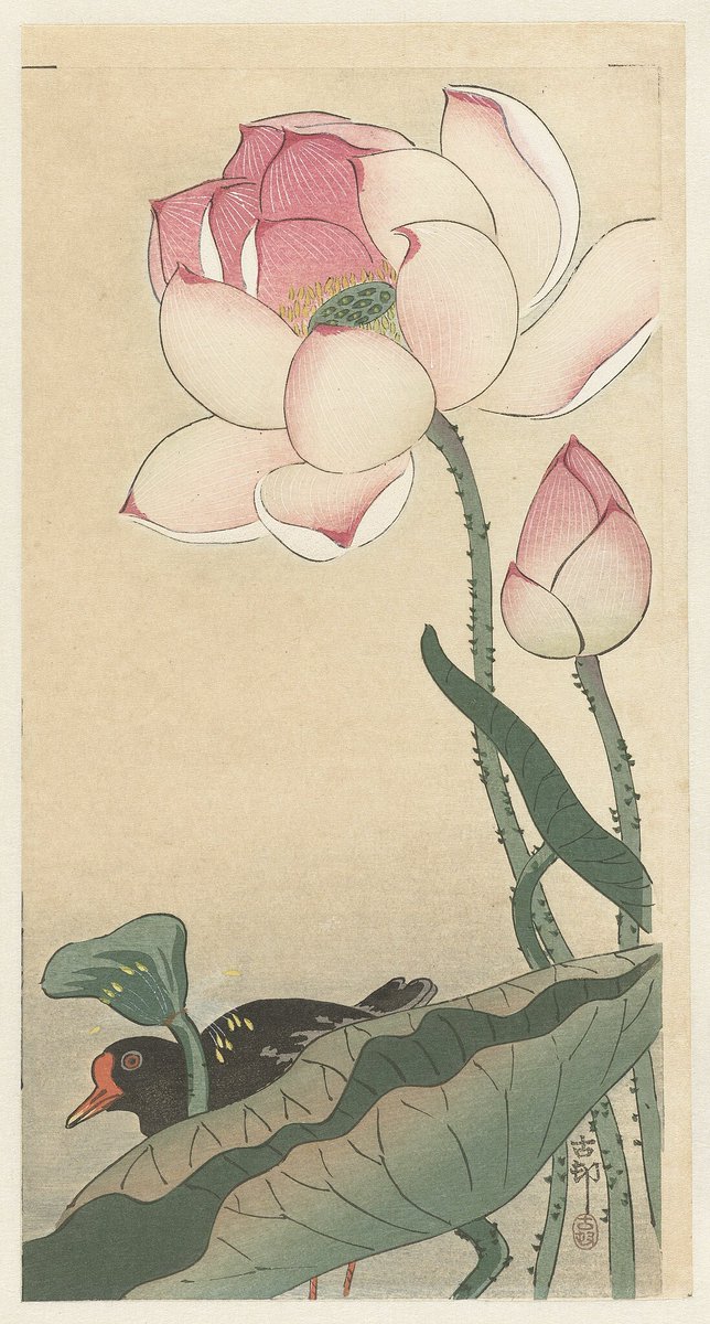 Moorhen at blooming lotus, by Ohara Koson, 1900-1930

#shinhanga