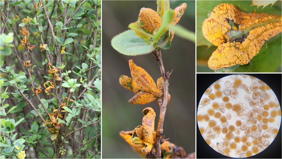 #Rust on Berberis vulgaris caused by #Puccinia arrhenatheri - 🤩 Eureka! - here with dense coverage of aecidia (Chenôve, FR). The mycelium hibernates in the branches and the infection is systemic, inducing witches' brooms.