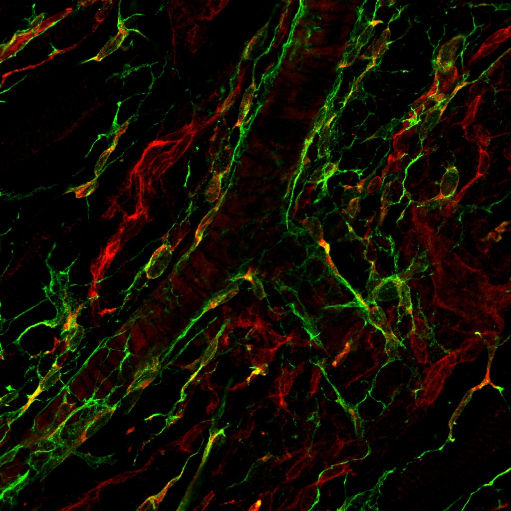 Fluorescence Friday!! Guanylyl cyclase and PDGFRa+ cells surrounding a blood vessel in the esophagus. #fluorescentfriday #esophagus