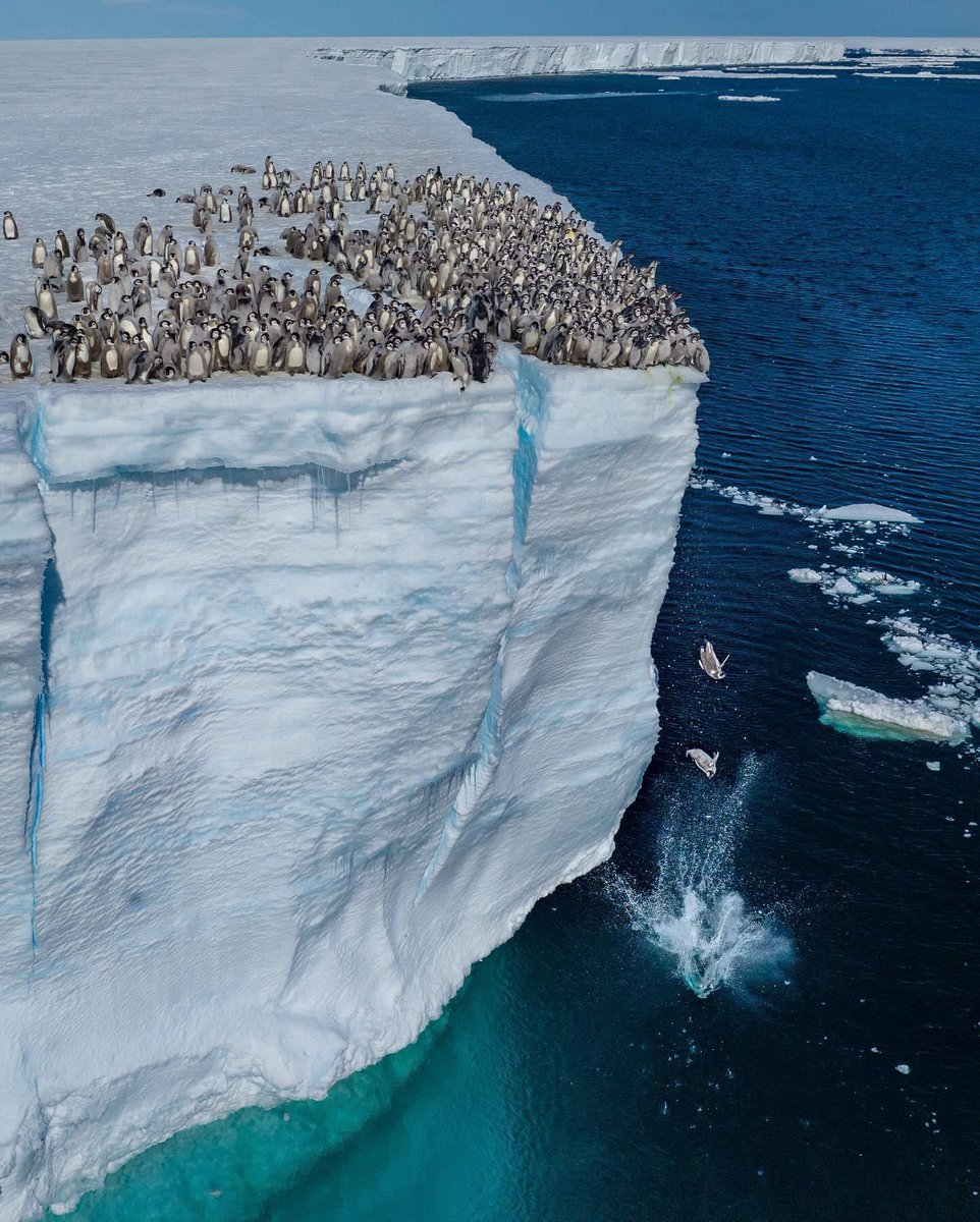 La imagen capturada muestra cientos de polluelos de pingüino emperador lanzándose desde un acantilado de hielo de 15 metros. Este dramático momento documenta a los jóvenes pingüinos preparándose para su primer baño en el océano, un proceso normalmente realizado cuando tienen…