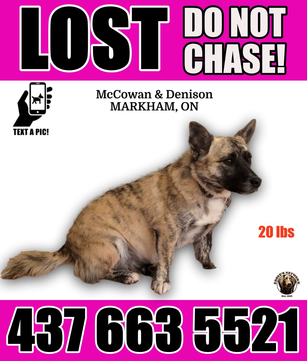 LOST DOG #McCowan #Denison #Markham 

If seen, please do not approach, chase or call out! Note the direction of travel, and call/text right away. Please, do not post sightings online. Missing since May 3, 2024.

Volunteers needed! Link in bio 🙏
#markhamontario #yorkregion