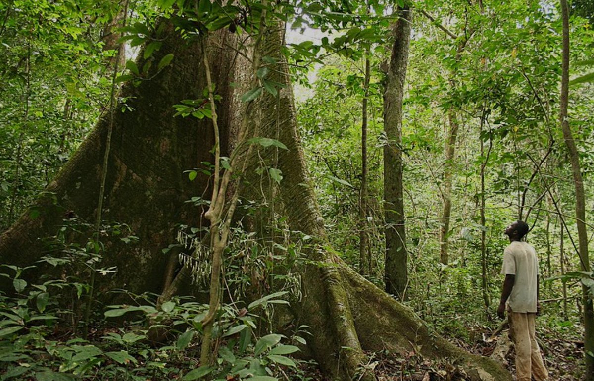 YayopGroup s'engage dans la protection des hectares de forêts en RDC. Sous notre marque, Bambula Yope, nous vous offrons une cuisine saine et respectueuse de l'environnement. Notre gamme de charbon écologique et nos allume-feux Pélissa Moto sont à la fois économiques et