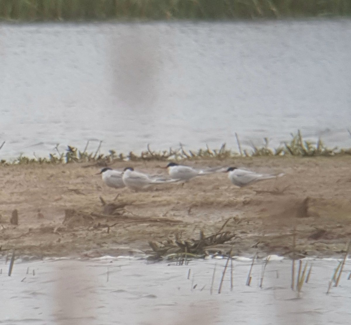 #Northantsbirds Fab day for Terns in the county, though a shame the early wader promise fizzled out. 2 visits to Summerleys with Little, 2 Black and 12+ Arctic Tern, with a visit to ILM for 2 more Little Tern (on the 'same' pit I found my first county Little in the mid-80's!)