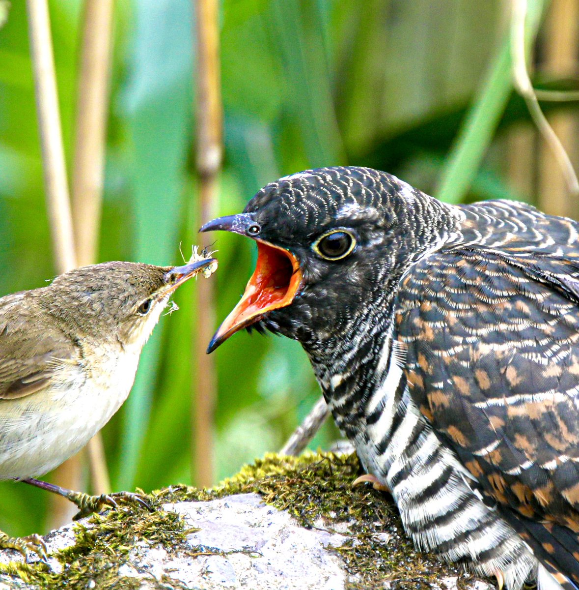 Cropped version of the Reed Warbler and juvenile Cuckoo, it’s nothing but nature we can’t control