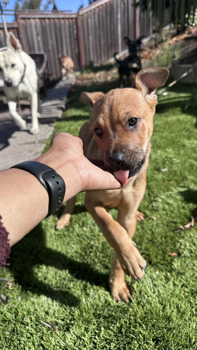 foebonacci's tweet photo. Two 11wk old puppies that NEED homes by this weekend… FREE‼️‼️ Dewormed &amp; 2nd round of shot. Super playful and great with other dogs.. Please retweet, or pass the word along for me 🙏🏾 https://t.co/pflCdPzLIA