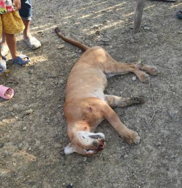 YerlyMozo's tweet photo. En Plato Magdalena finca Las Piñuelas, corregimiento Buena Vista en la  noche del  30 de abril de 2024 un asesino pego un tiro a este Puma macho y  a la mañana siguiente volvió para rematarlo. Como si fuera poco lo recogió en una moto con otro familiar y lo llevó al poblado para mostrarlo como trofeo al parecer ante niños presentes!! Lo despellejaron y repartieron su piel. 

Un ciudadano  valiente ya instauró o está instaurando la denuncia en la @FiscaliaCol #Gelma para que se realice con urgencia la investigación y se capture a los responsables. Solicitamos actuación urgente de autoridades para investigar, hacer justicia con estos dementes generadores de violencia y para que esto no vuelva a ocurrir por favor. @Cormagdalena @susanamuhamad @MinAmbienteCo @WWFColombia @ADI_Latino @HoyDiarioMag @GobMagdalenaOMA @LindaCabarcas1 @AlcaldiadePlato @MagdalenaGober @PGN_COL @CarabinerosCol @juanmanuelgalan @JuliaMirandaLo @HELIODOPTERO @ASOCARS @victorballestas