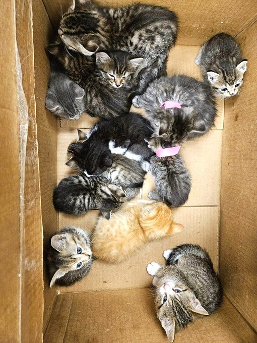 13 kittens are safe with the help of you & me
which is a lovely outcome as we can see
& Homeless Pets foundation was the key!
These #MariettaGA kittens made good
just as we all hoped they would!
Honor pledges with thanks if you could! 😺👏💞
PayPal Email: admin@homelesspets.com