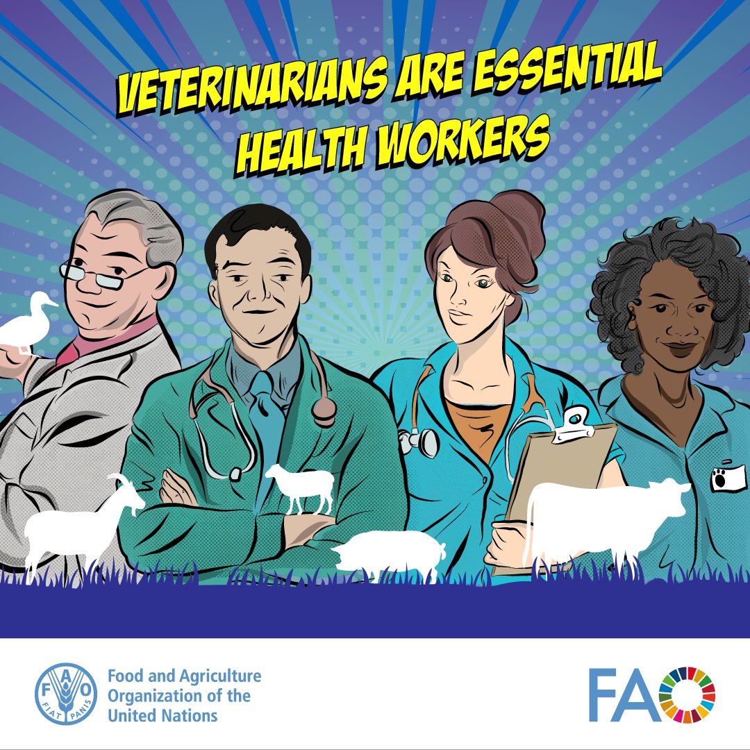 Healthy animals are key for global food and health security, nutrition, and livelihoods. Strengthening #veterinary services improves livestock systems, boosting productivity, efficiency, resilience, and sustainability. 👩‍⚕️👨‍⚕️🌍🥼🐄 bit.ly/4dfVQ0L