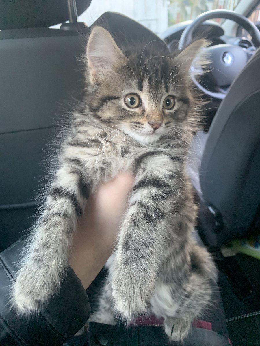 i got a kitten 3 days ago and i’m getting back into star rail so i guess i’ll be more active again. say hi to meena