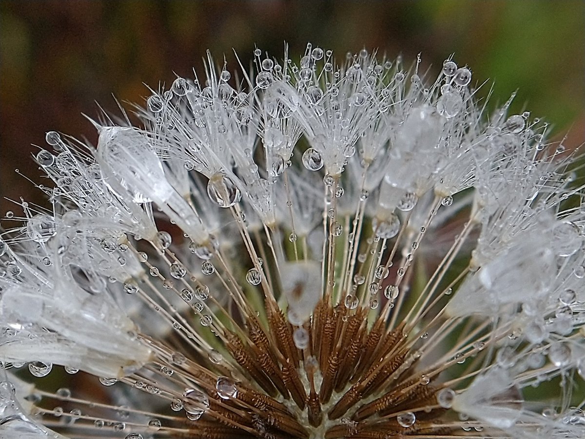 Dandelion catching the rain today 😊 #wildflowers #nature #wildlife #flowers #macro #fridaymorning