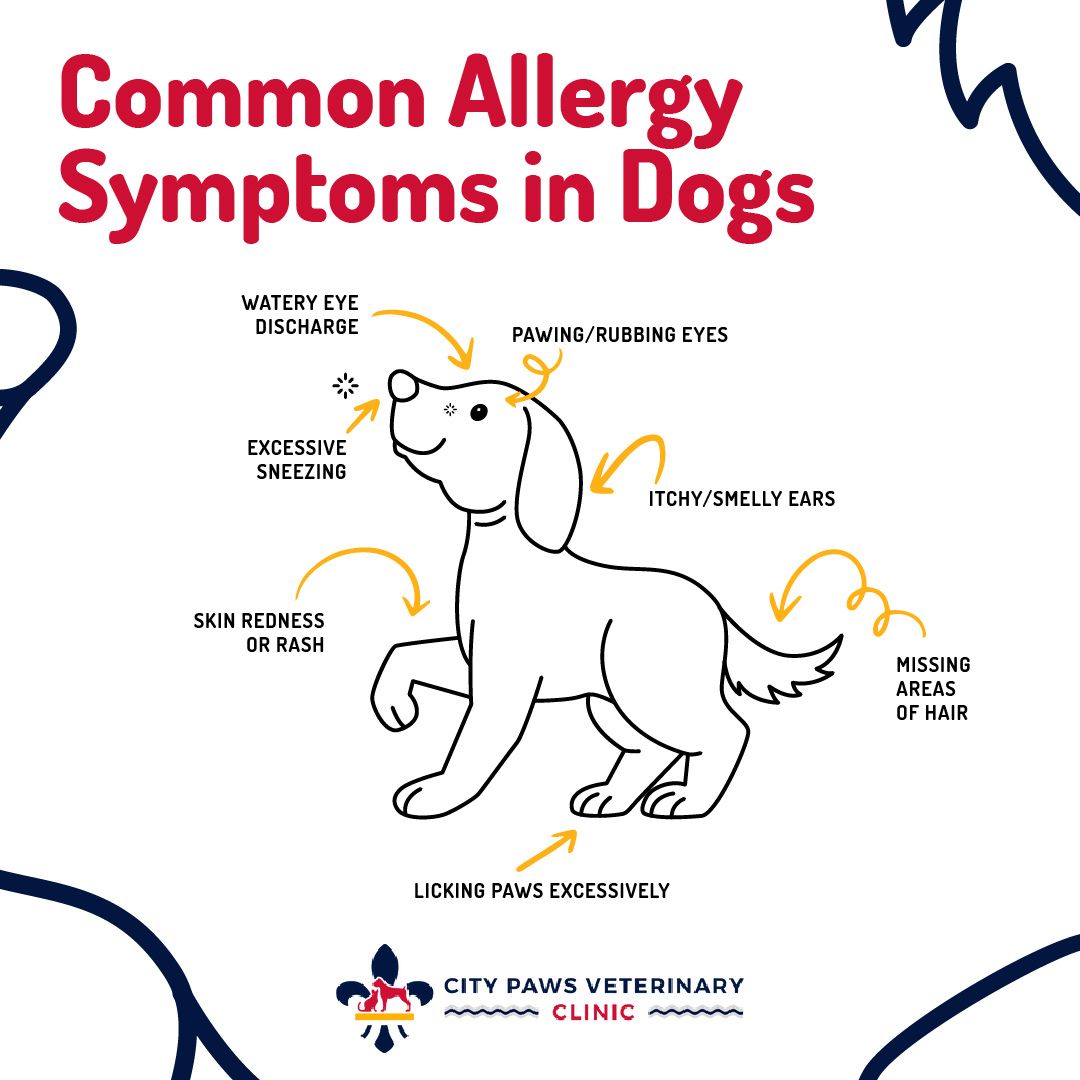 May is Asthma and Allergy Awareness Month and it's not just humans who suffer.

Watch out for sneezing, eye rubbing, and other symptoms. Consult your vet for the best allergy plan. 🐶 

#AllergyAwarenessMonth #DogAllergies