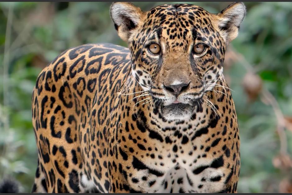 🐆IMPRESIONANTE🐆⎮Así fue el encuentro de guatemaltecos con una hembra de jaguar en Petén (fotos)

bit.ly/4aZgYa7