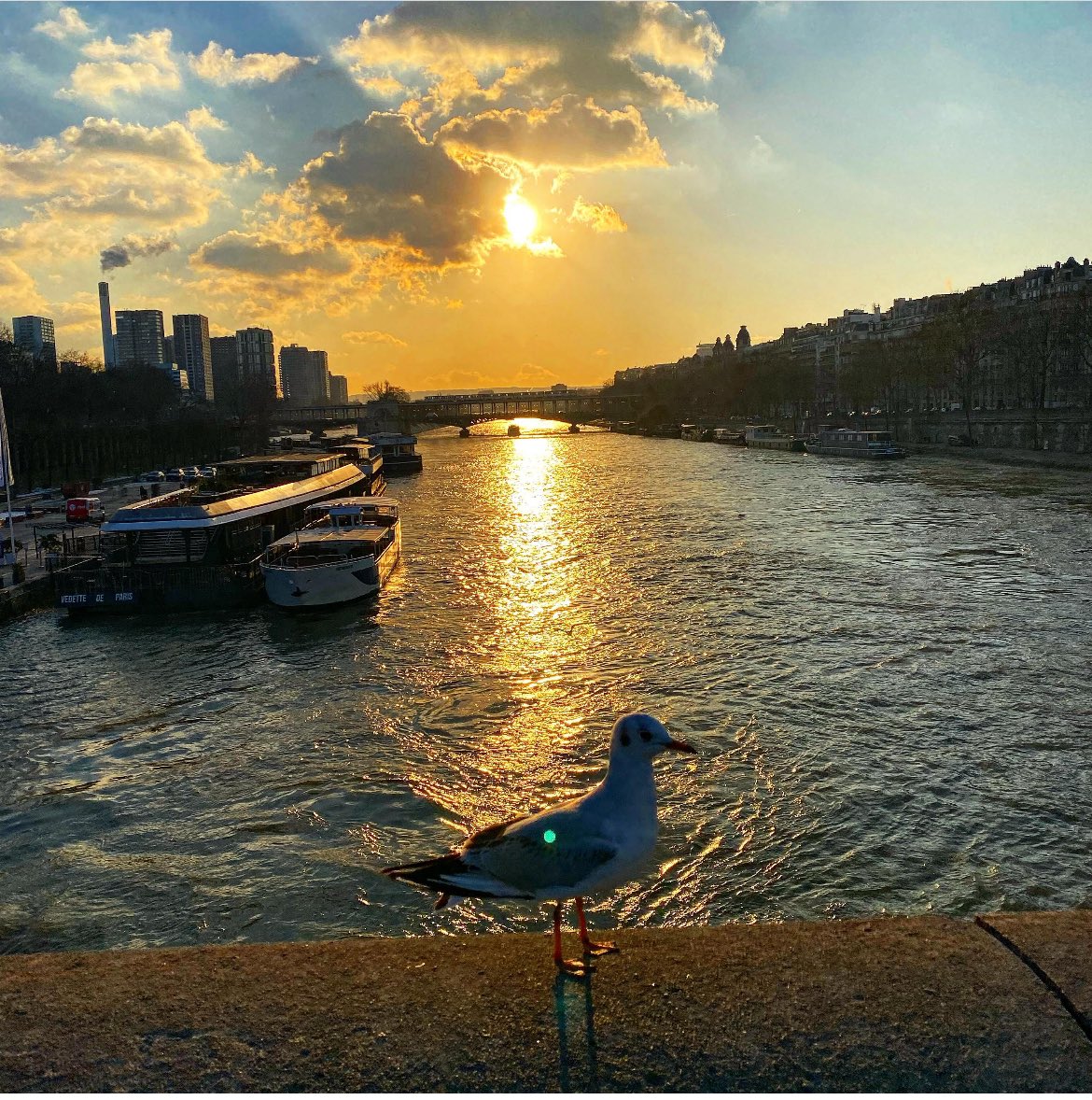 #seine #laseine #paris #mouette #seagull #january2024 #seineriver #seineparis #sunset #riversunset