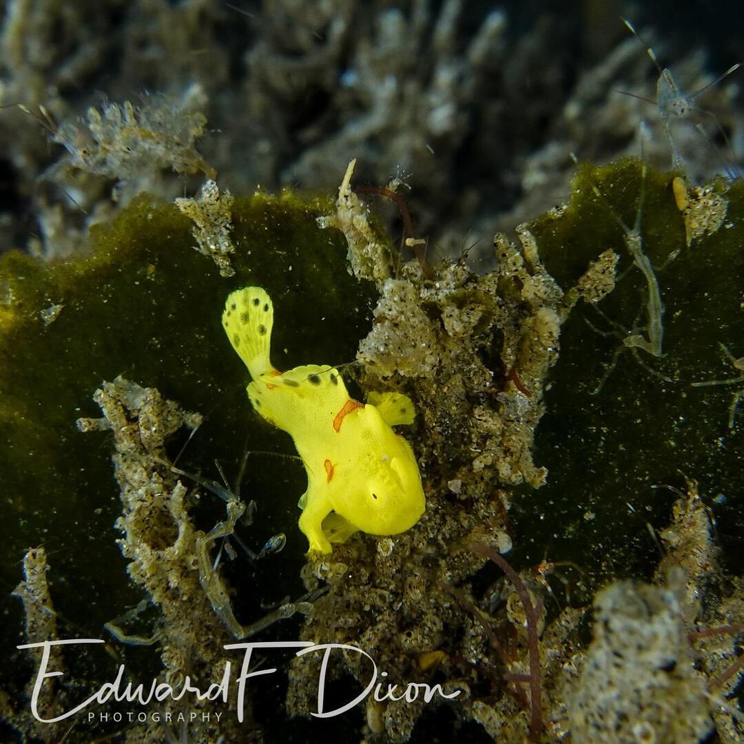 Juvenile #frogfish #sonyrx100va #isotta instagr.am/p/C6hRo57IlIA/