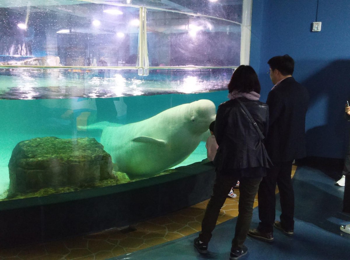 #SouthKorea 
#RetireBella
#LotteWorldAquarium 
🇰🇷ロッテワールドアクアリウムに取り残されている孤独なベルーガ『ベラ』のための単独アクションに感謝🙏

請願書があります。どうか署名を🙏

#Petition ✍️
RETIRE BELLA THE BELUGA 
▶️ bit.ly/SaveBellaBeluga

 #hotpinkdolphins #DolphinProject
