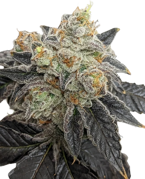 coloalternative's tweet photo. We just had a thought: Your feed needs some weed. Our lovely lady: Gary Payton!
β οΈValid CO MMJ Card Req'd
Hashtags go here:
#ColoradoWeedery #GaryPayton #WeedFeed #CannabisCommunity #ElevateYourExperience #BlazeItUp https://t.co/FdKNueEVnN