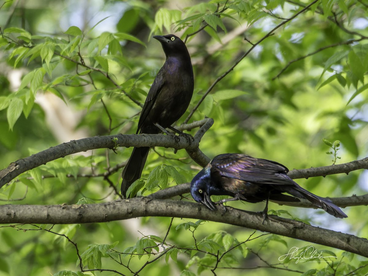 A Common Grackle couple sharing a quiet moment on a branch at Tanners Spring yesterday.
#birdcpp
#commongrackles 
#springmigration