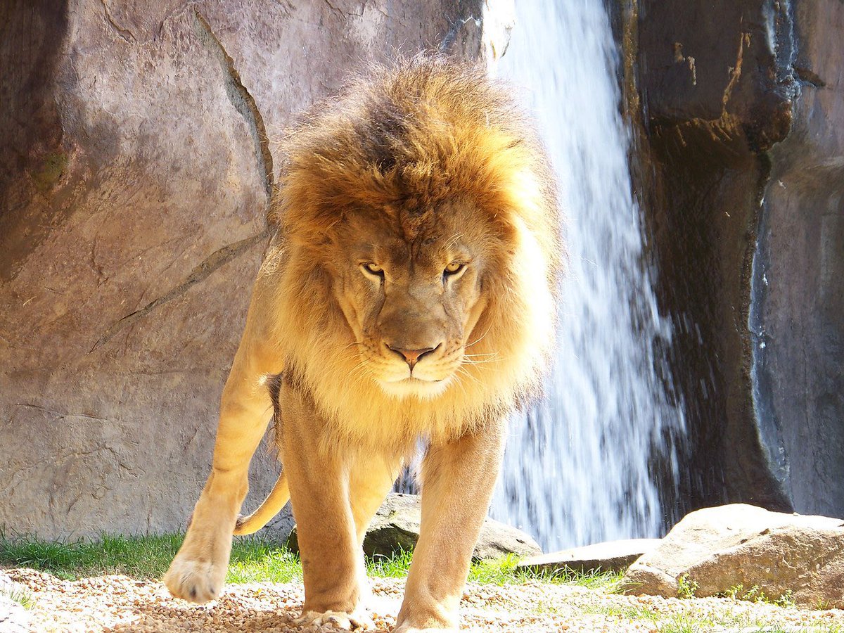 We are saddened by the news of LEO III. He will surely be missed on campus, he was such a silly boy! #RoarLions