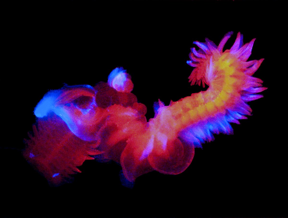 This wild thing is the polychaete worm Chaetopterus variopedatus, which lives in an opaque burrow, but nevertheless emits blue light (the red is from an LED). The species name is because its parapodia (feet) are specialized for different functions as you go down the body.