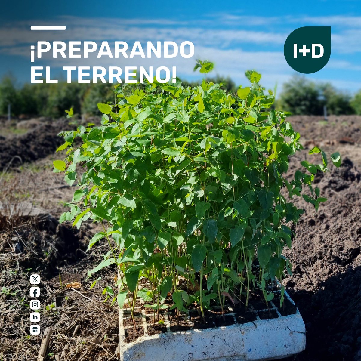 🌿 ¡Preparando el terreno! 🌳 Descubre nuestros ensayos de fertilizantes y herbicidas. Pronto más sobre #Uruforest. ¡No te pierdas! 😉 #InnovaciónForestal