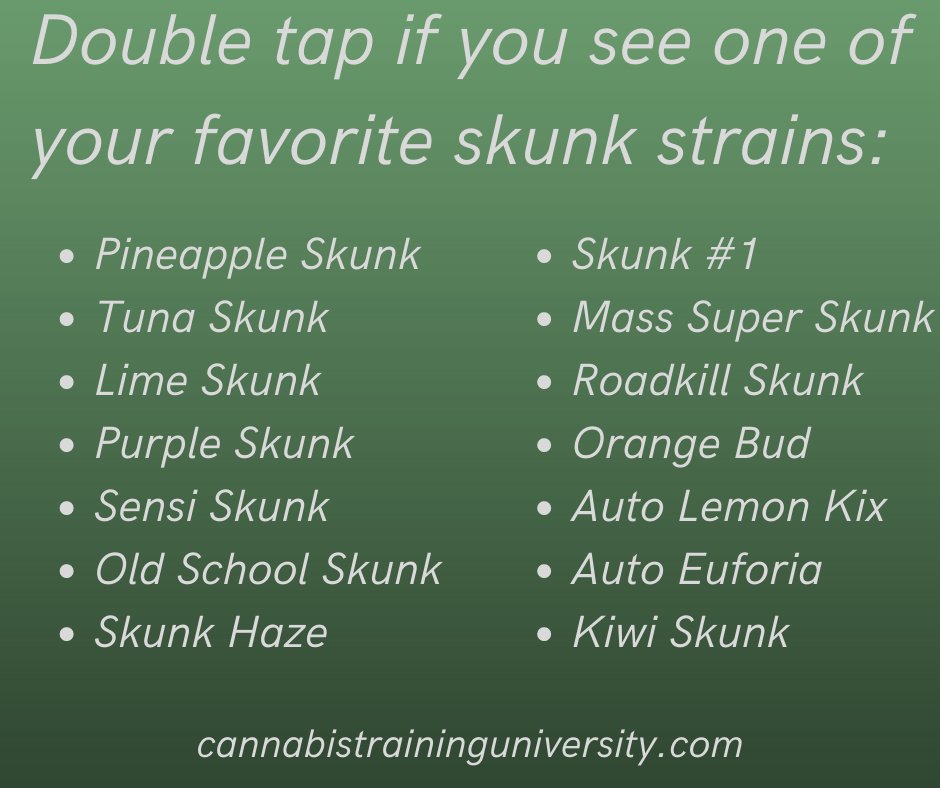 Skunk strains remain some of the most popular strains in the world.