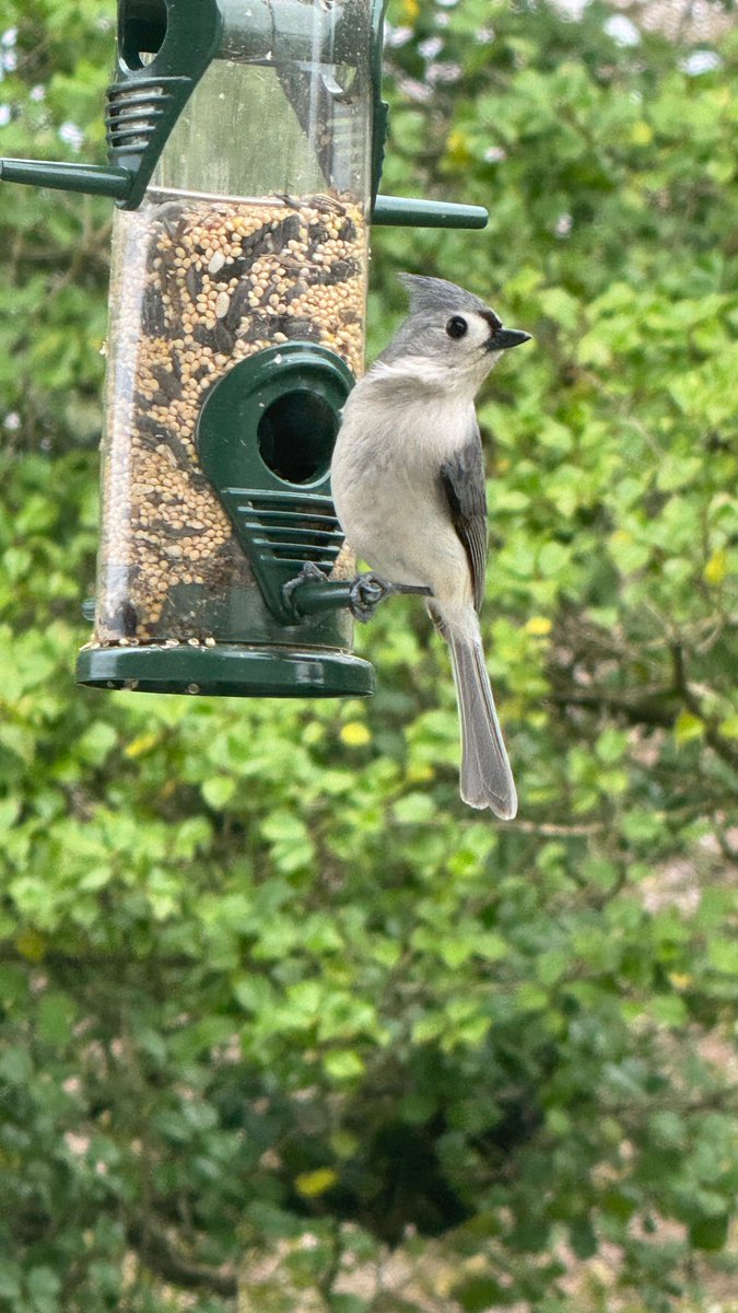 A tufted titmouse visiting the feeder. Baeolophus bicolor. They often form small flocks, known as troupes or banditries.